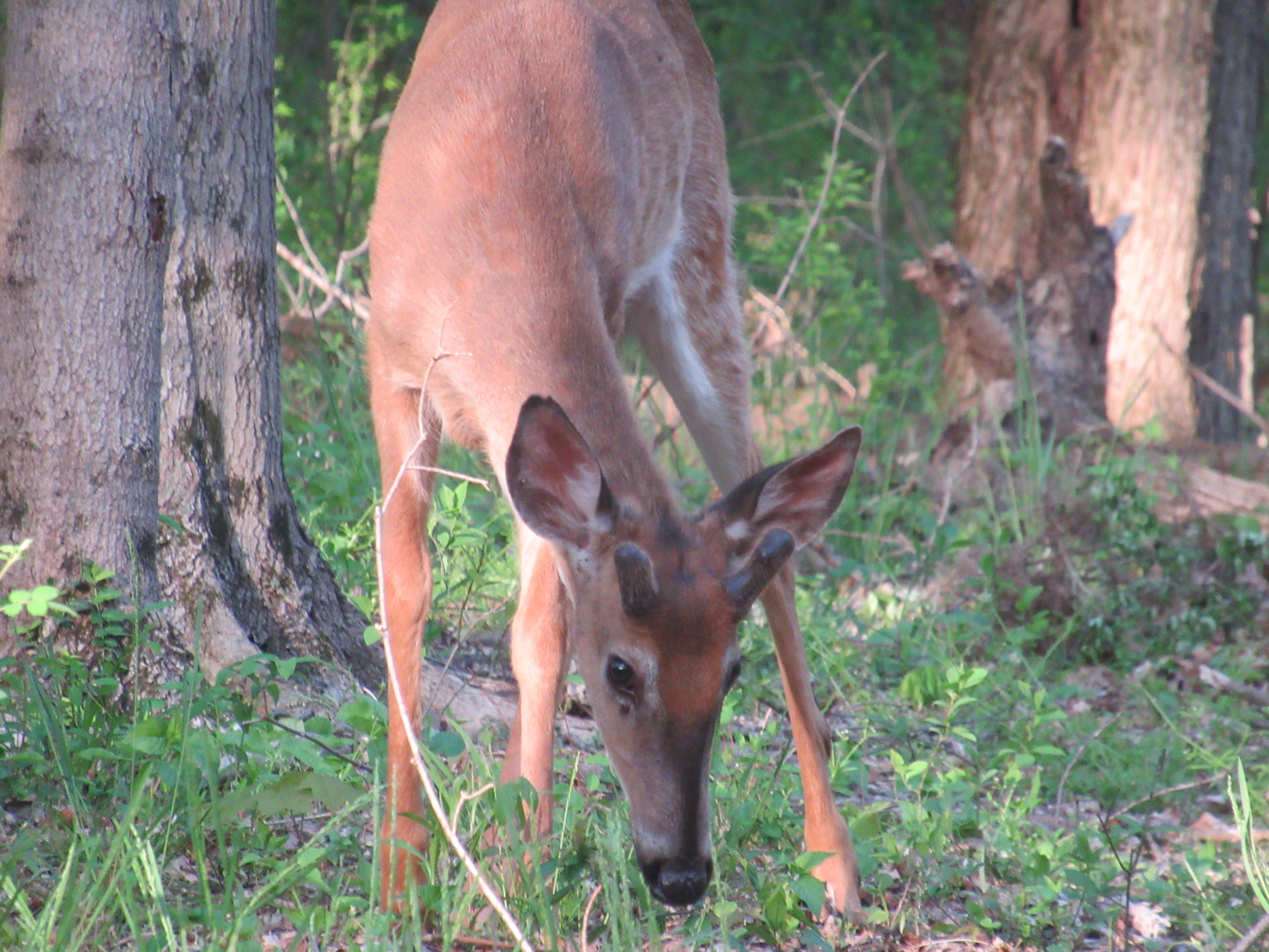20200513 – Spring Valley Nature Preserve