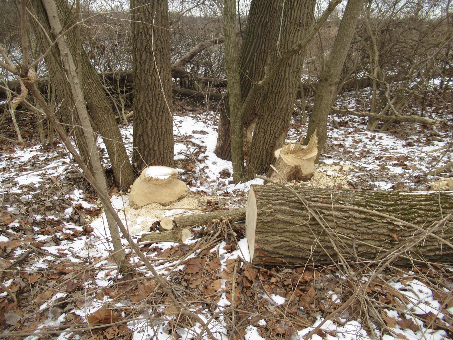 20220122 – Prairie Oaks Metro Park