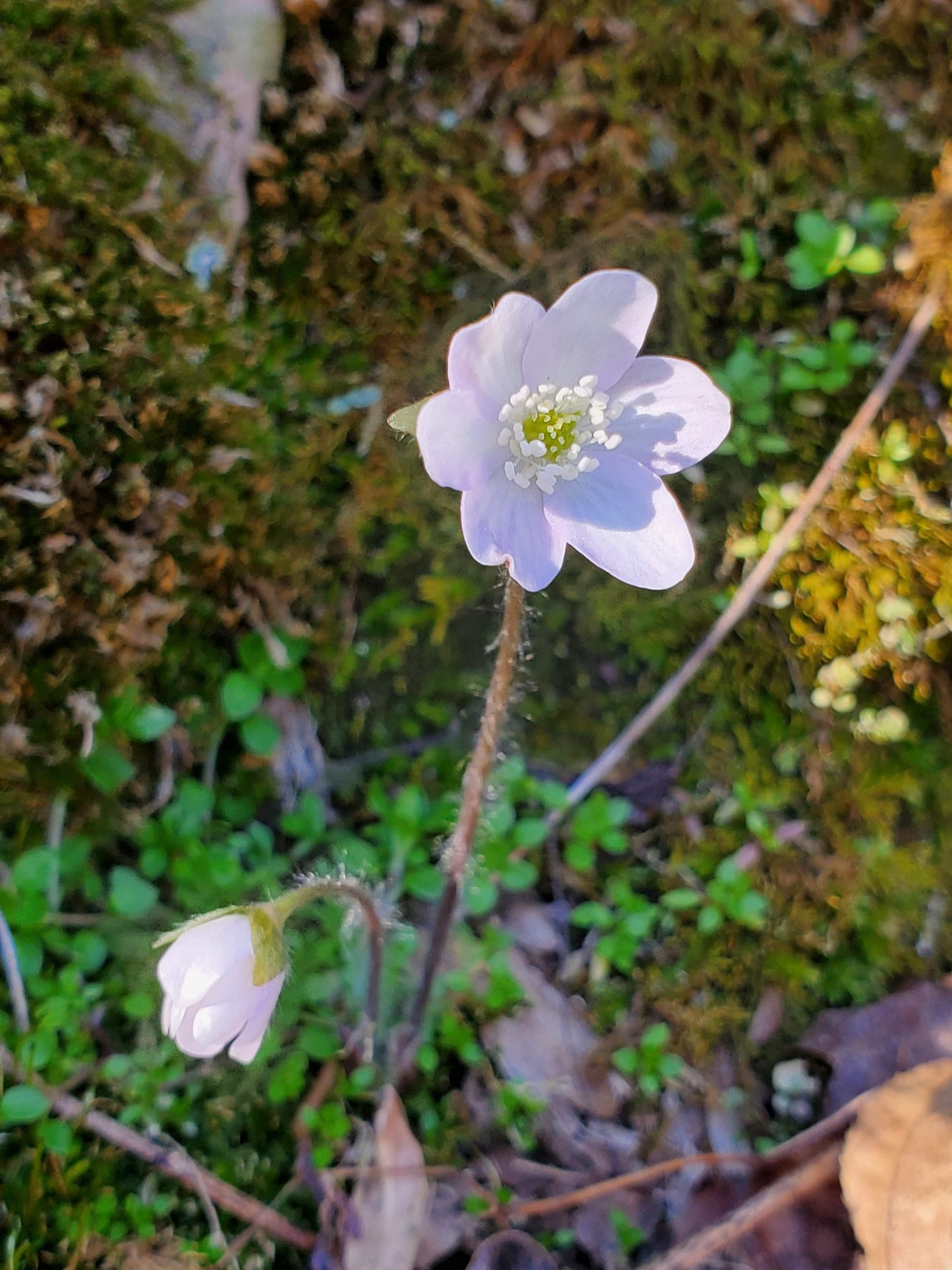 20230225 – Whipple State Nature Preserve