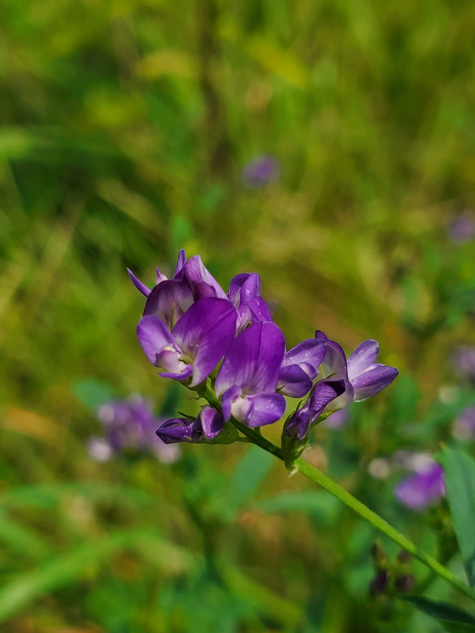 20230712 – Prairie Oaks Metro Park