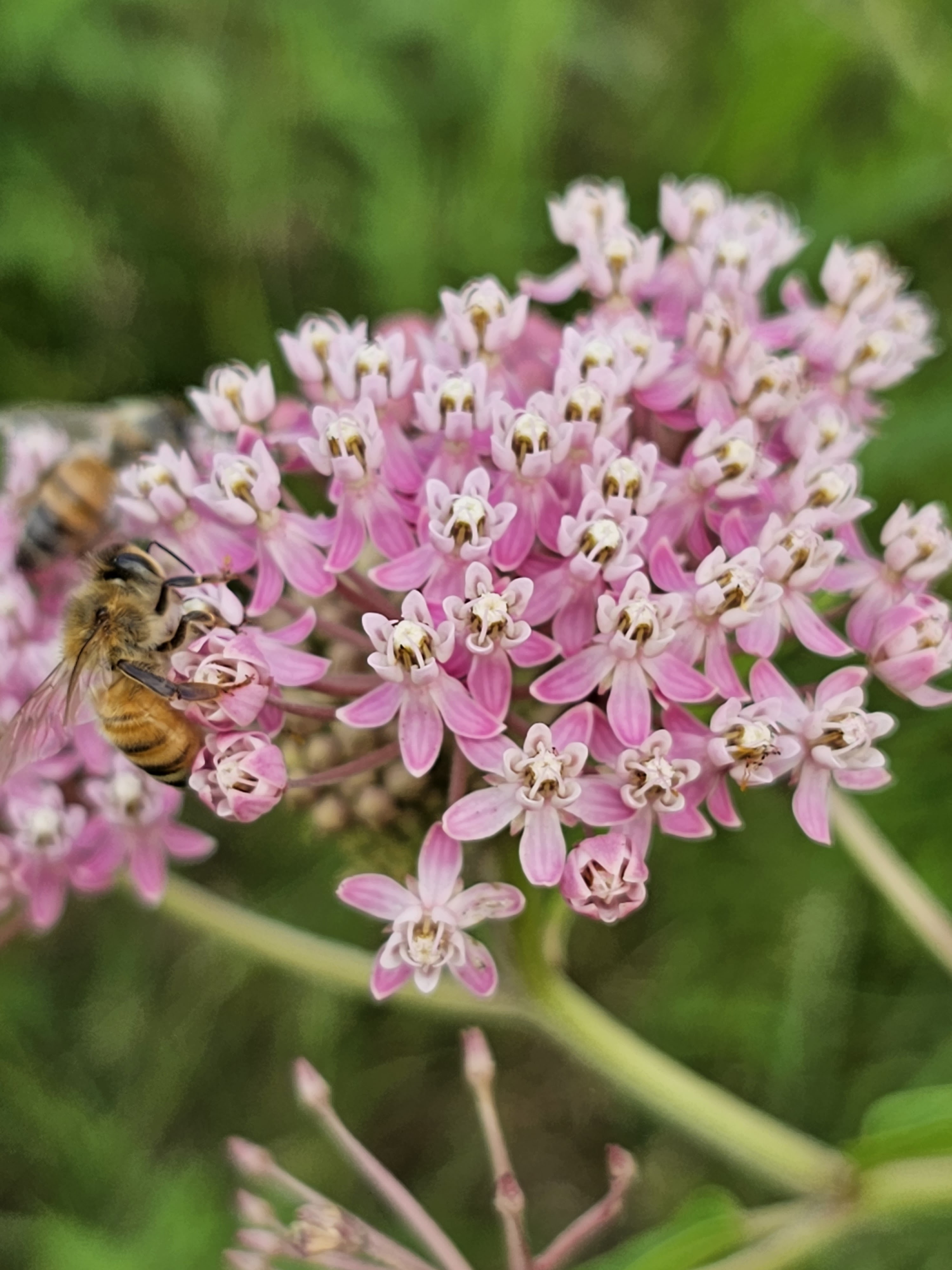Asclepias incarnata – Swamp Milkweed