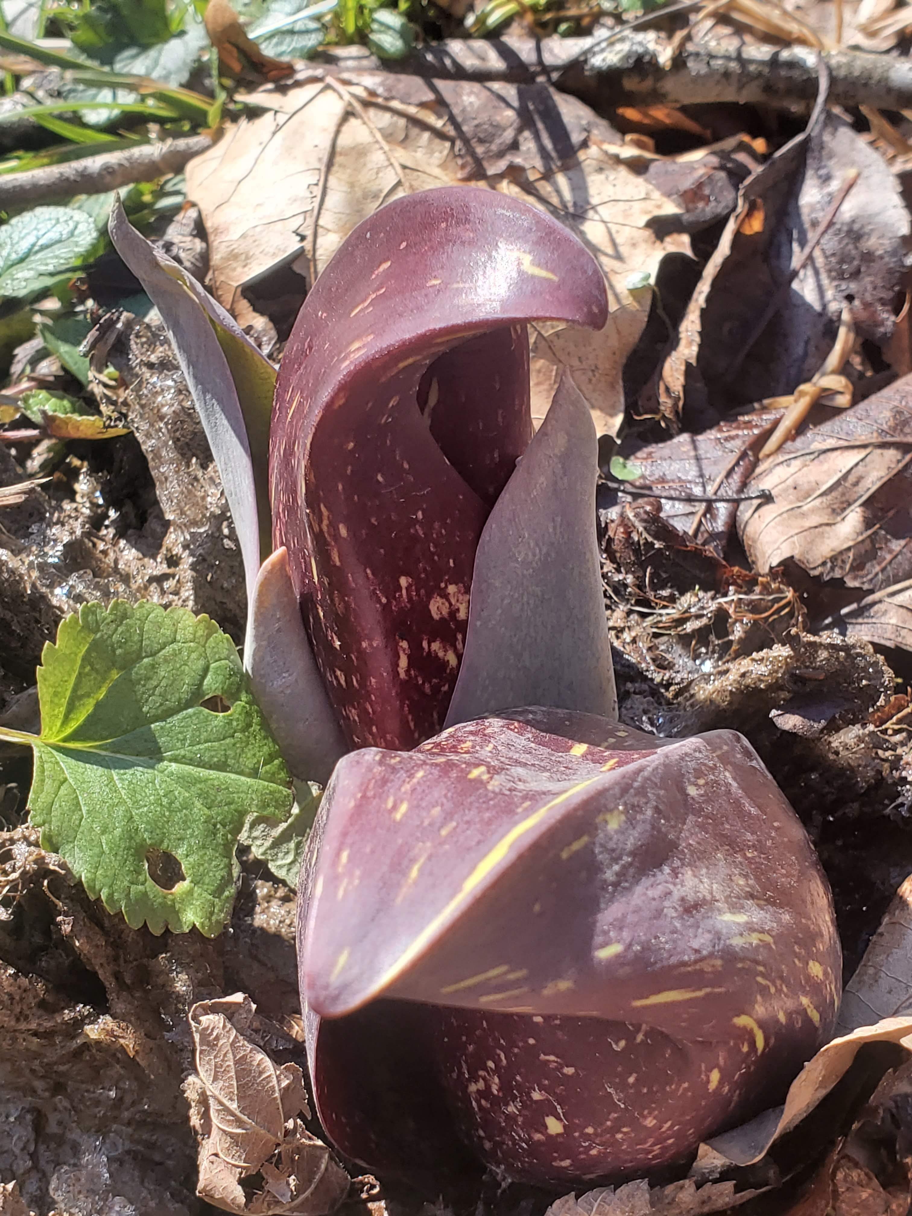 Symplocarpus foetidus – Skunk Cabbage