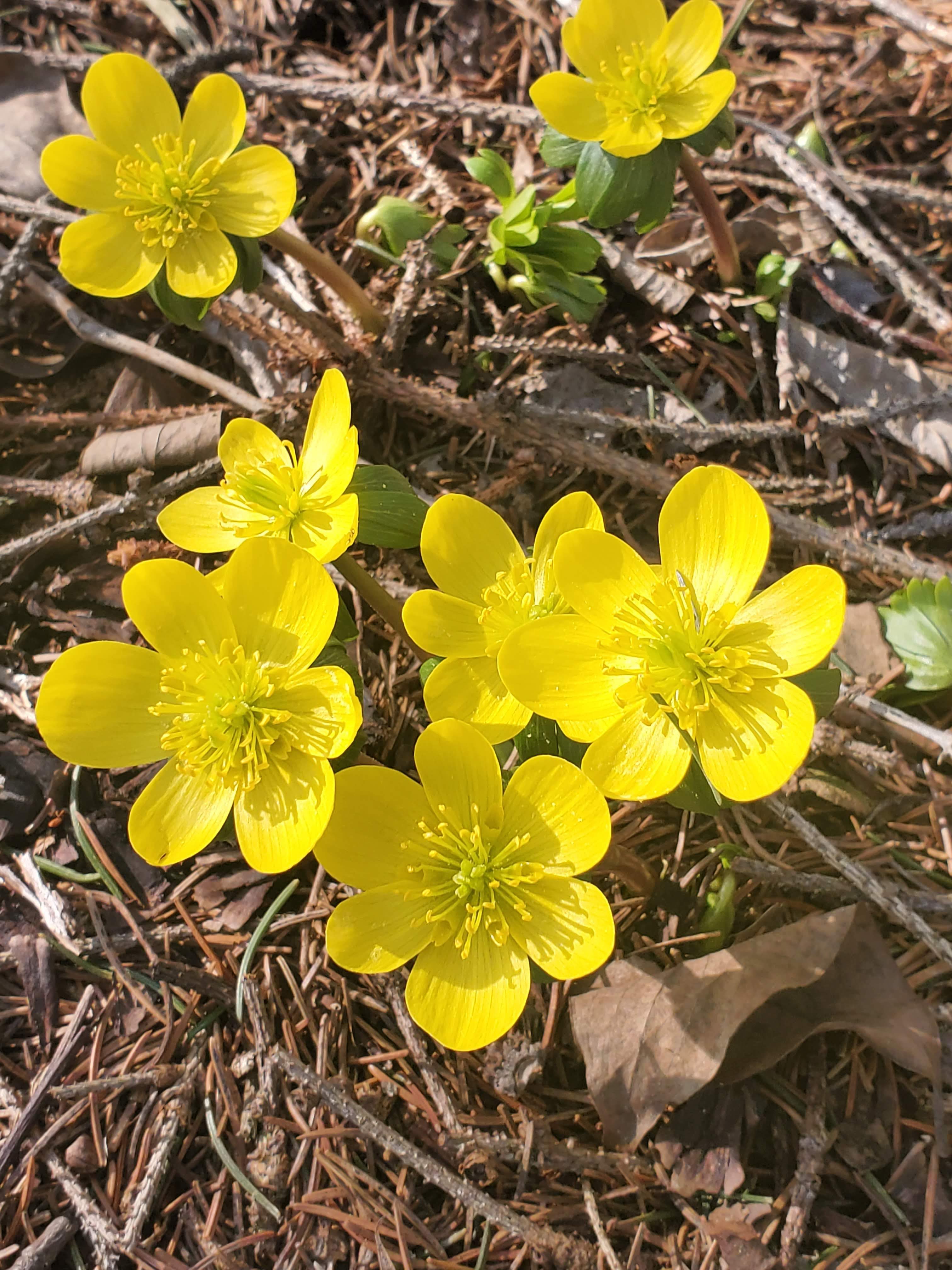 Eranthus spp. – Winter Aconite