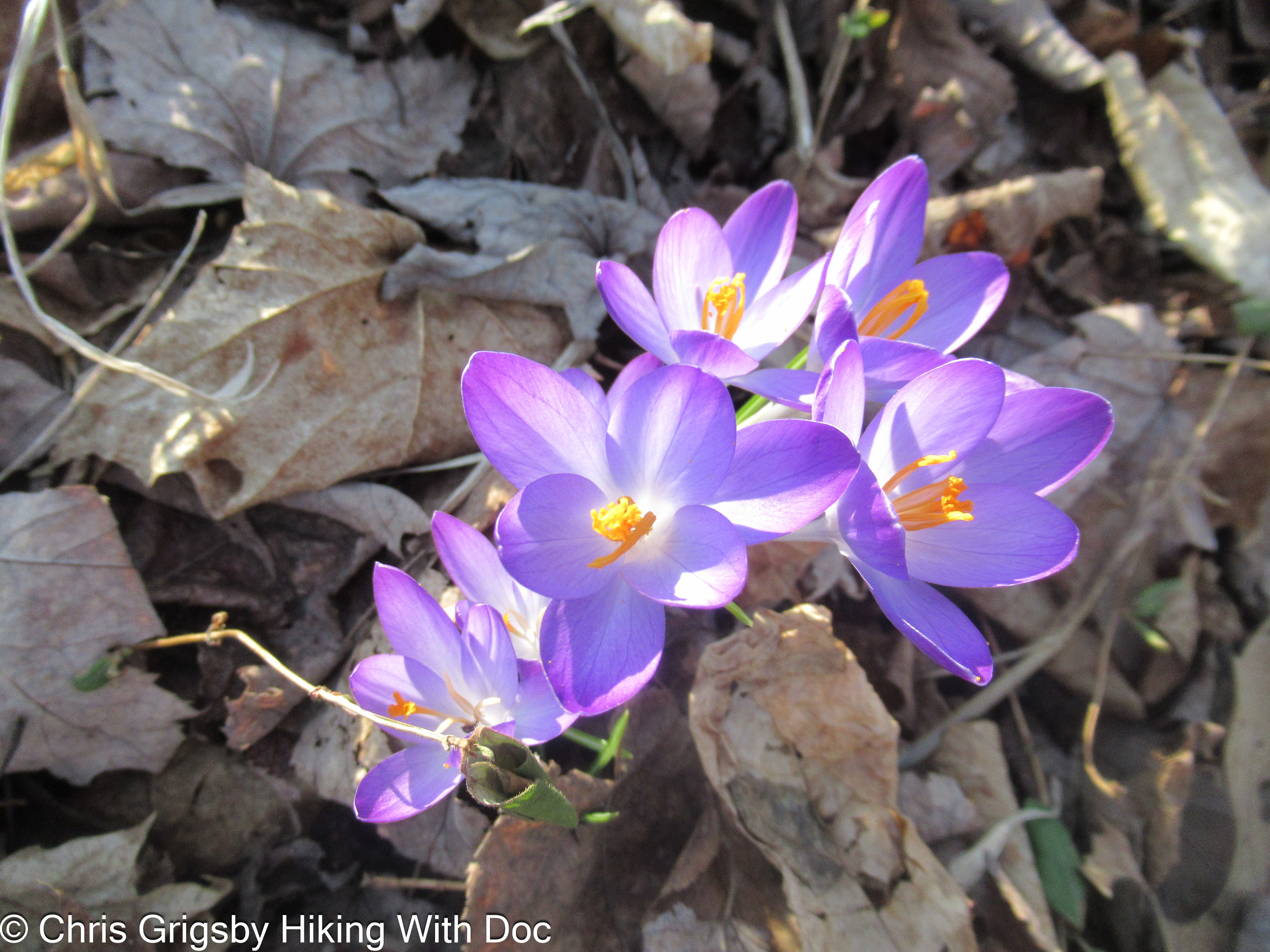 Crocus spp. – Crocus