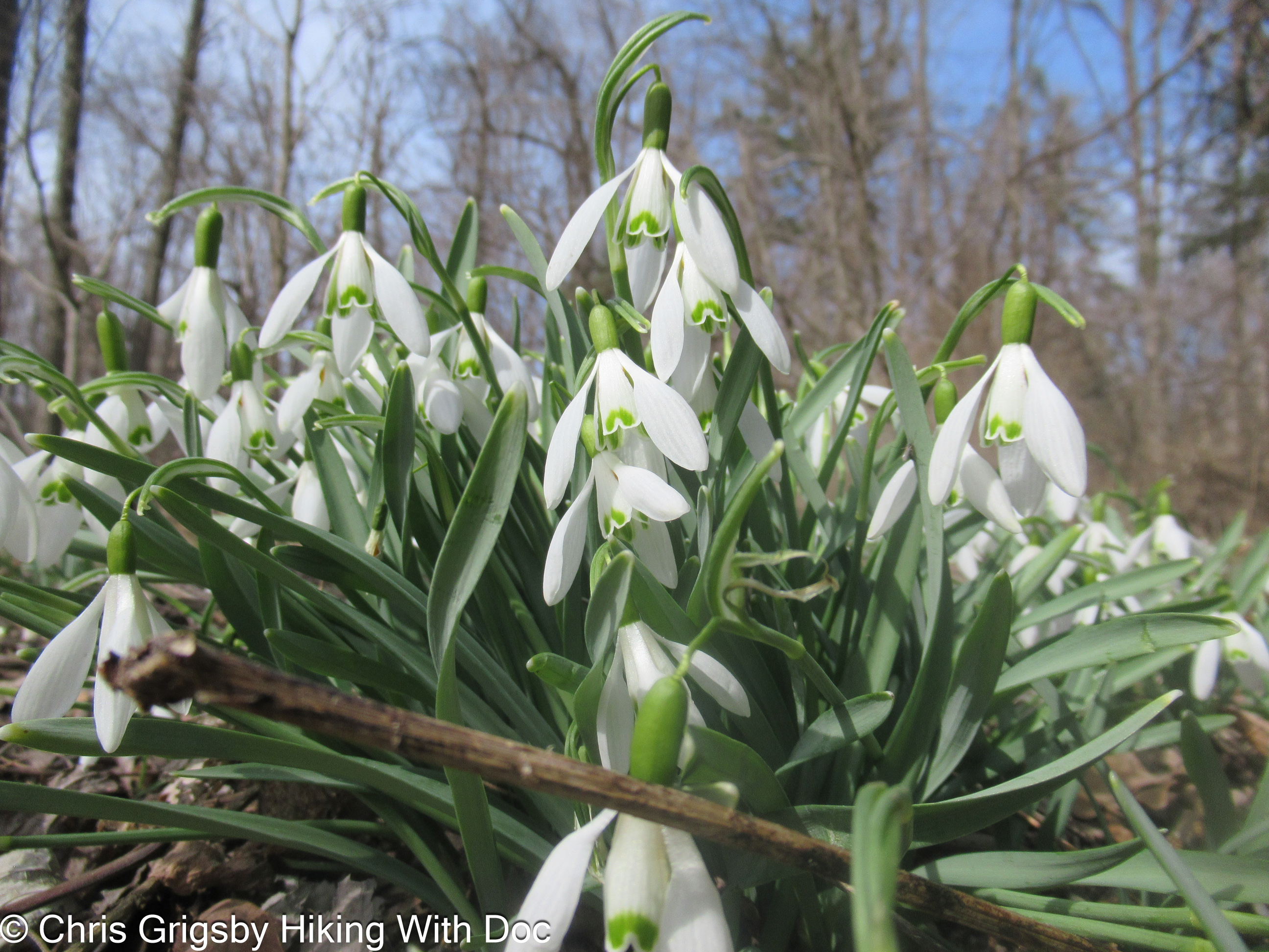 Galanthus nivalis – Common Snowdrops