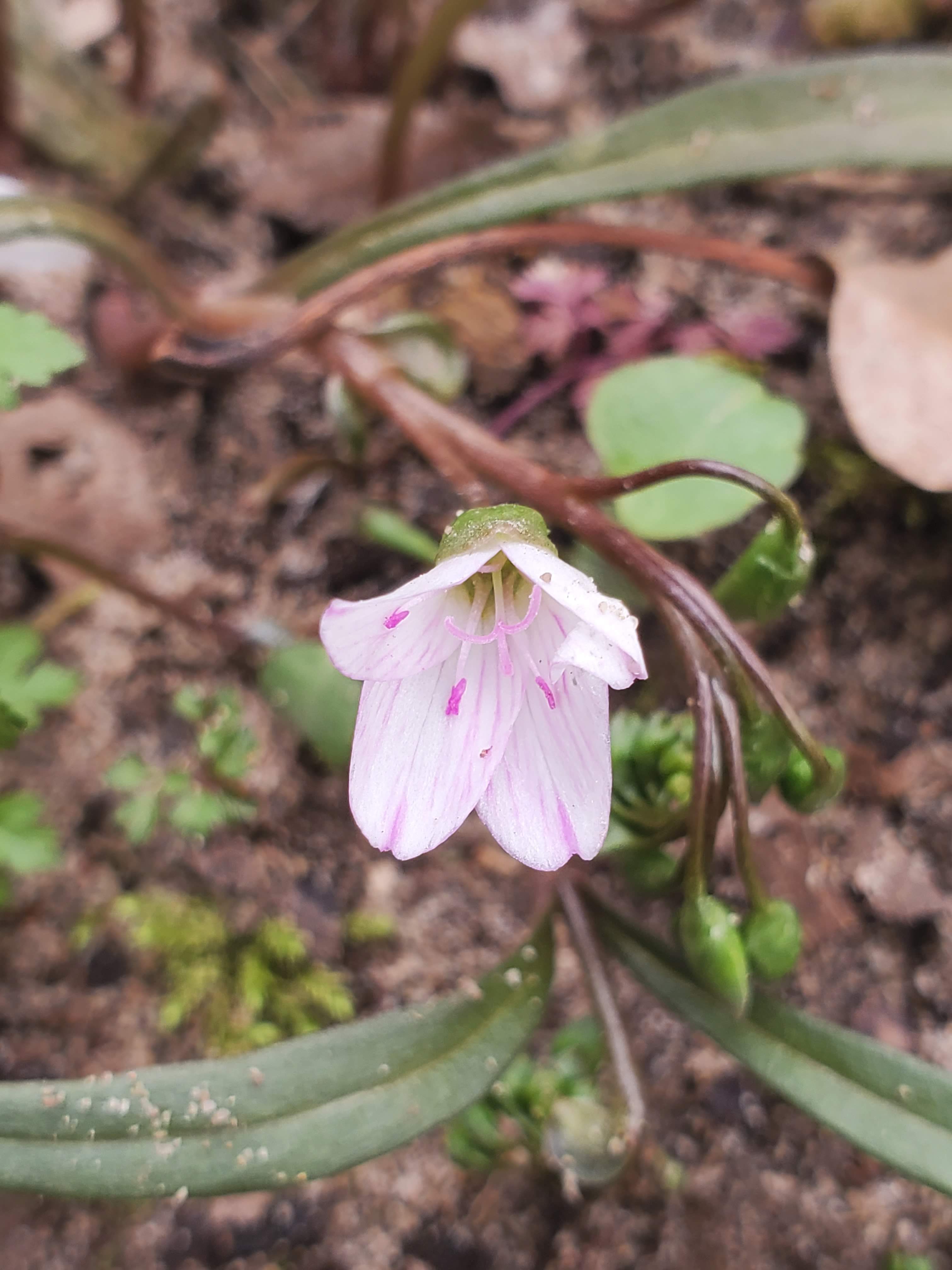 Claytonia virginica – Virginia Spring Beauty