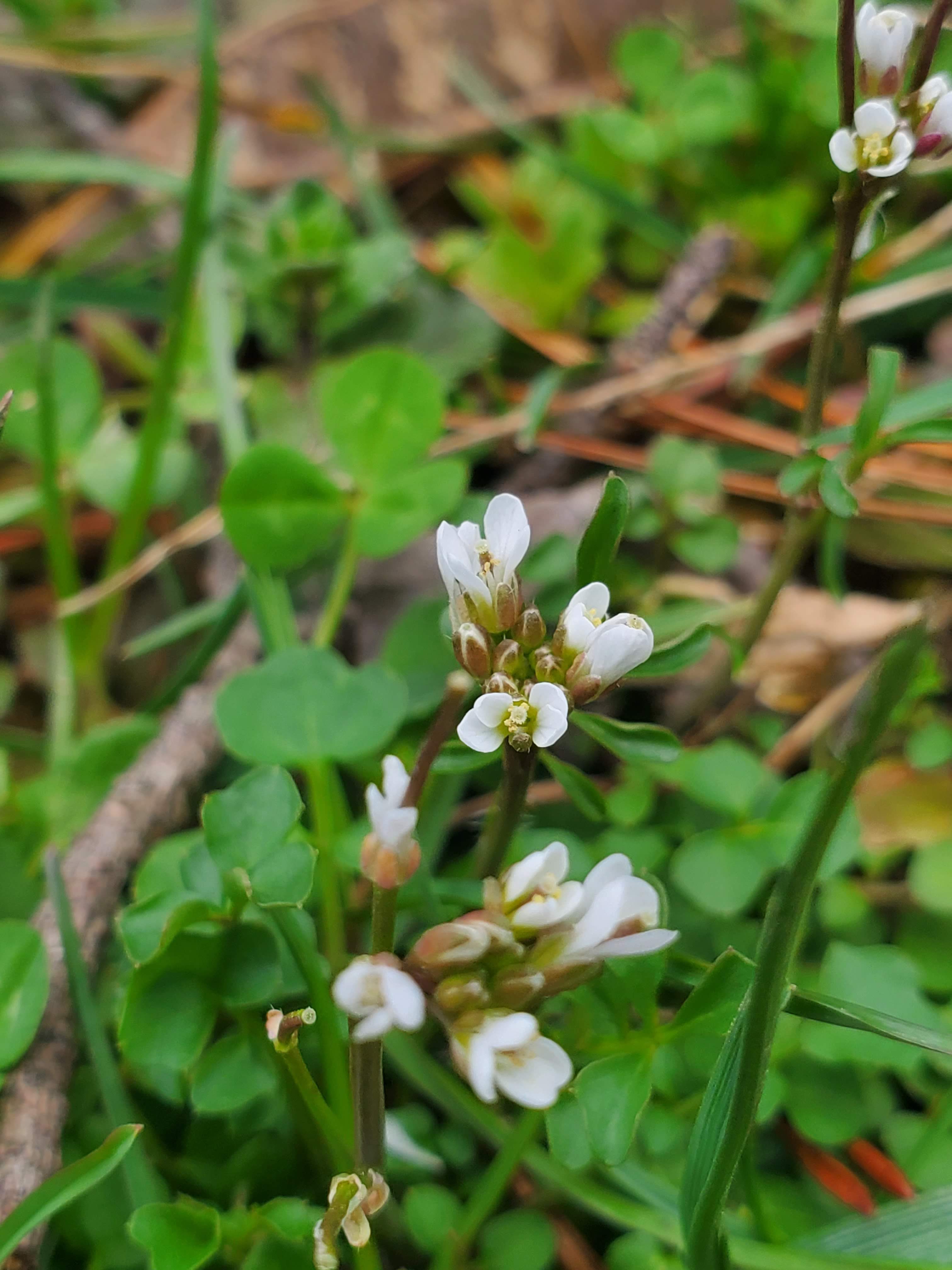 Cardamine hirsuta – Hairy Bittercress
