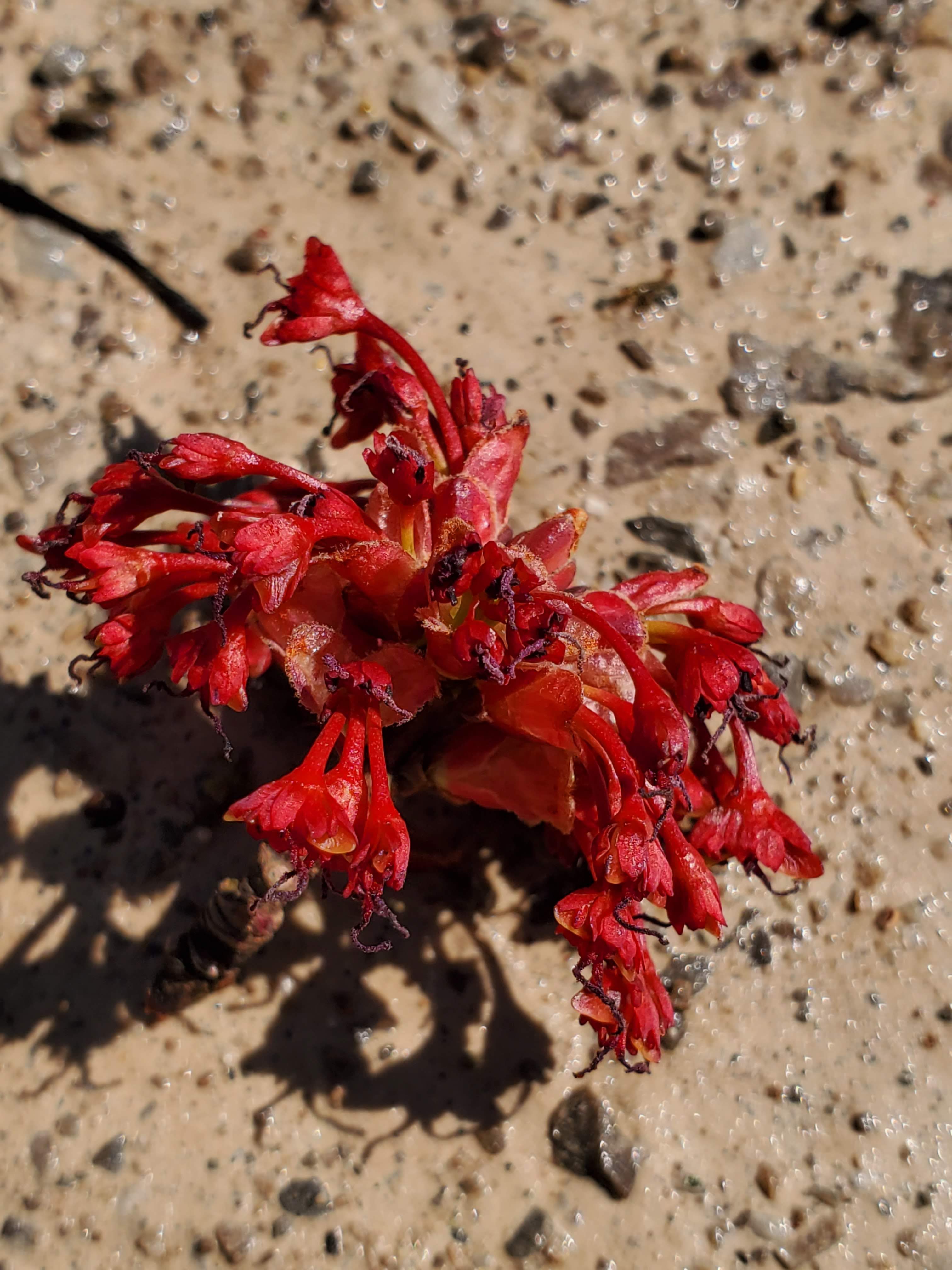 Acer spp. – Maples