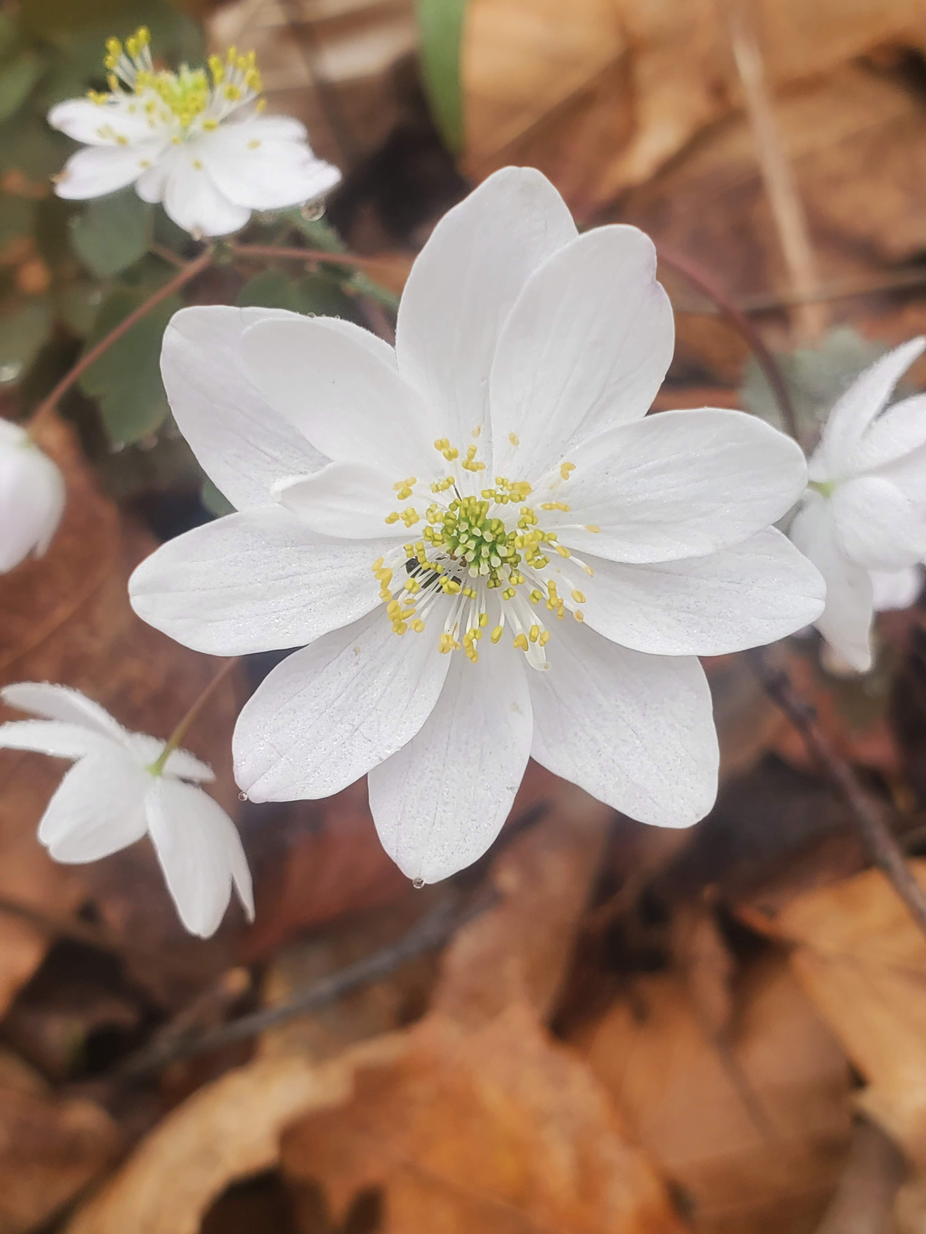 Thalictrum thalictroides – Rue Anemone