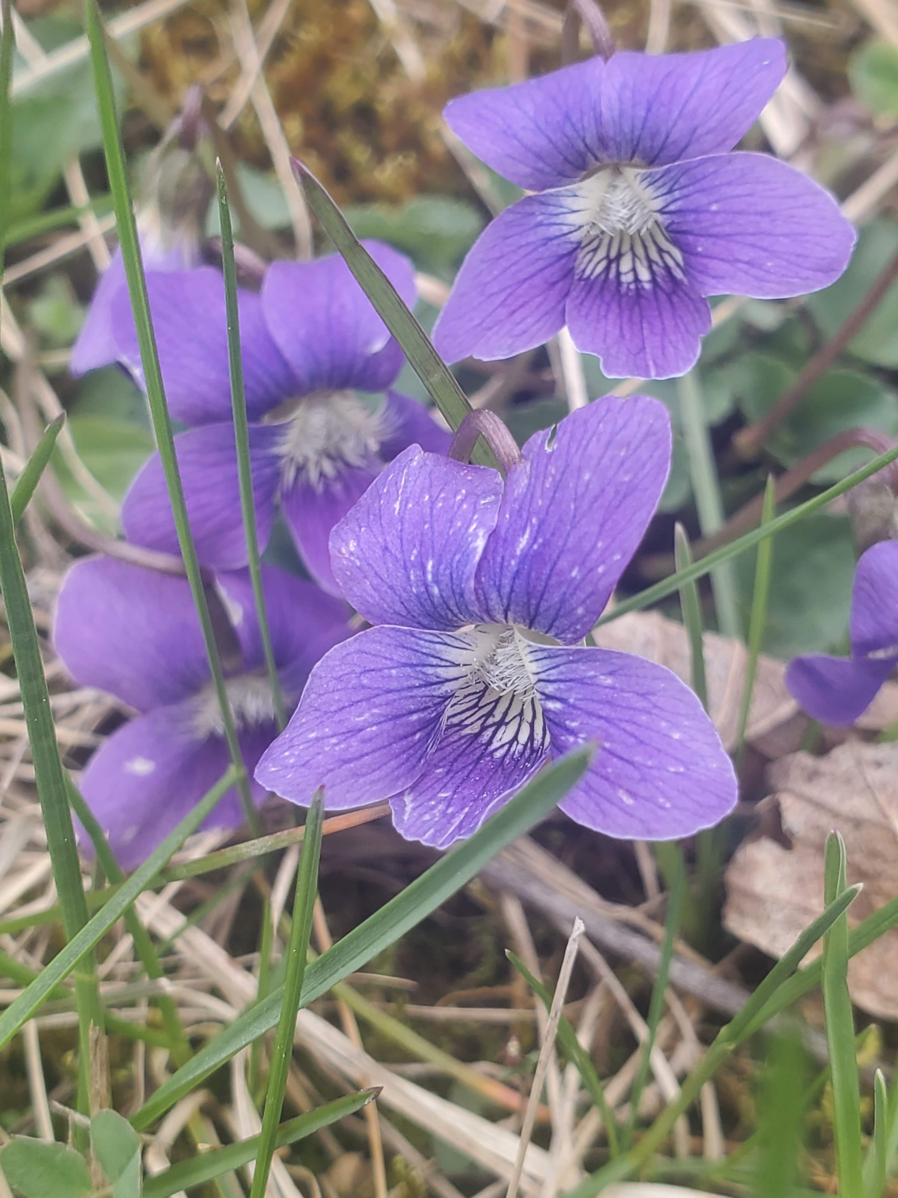 Viola sororia – Common Blue Violet
