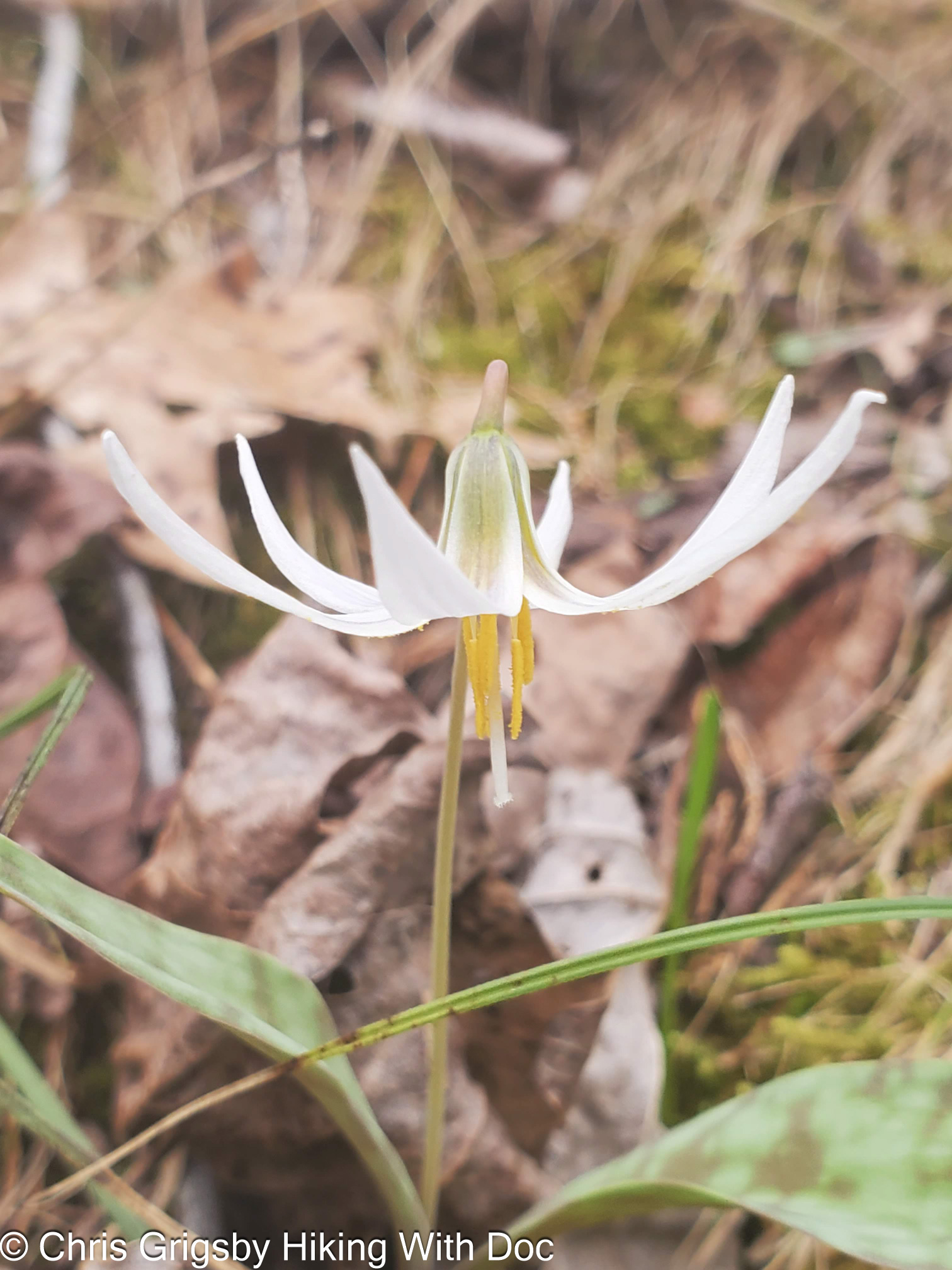 Erythronium albidum – White Trout Lily