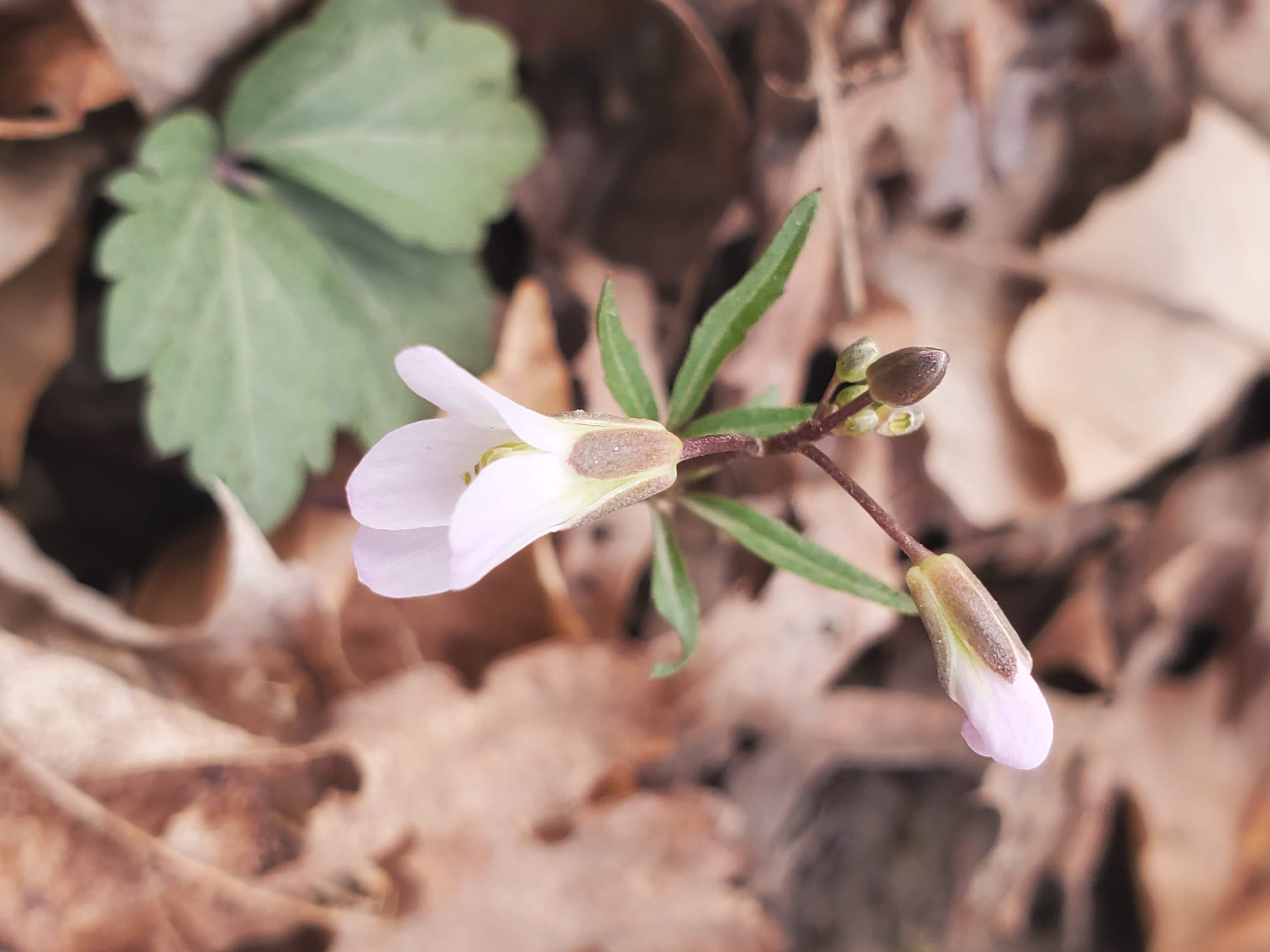 Cardamine concatenata – Cutleaf Toothwort