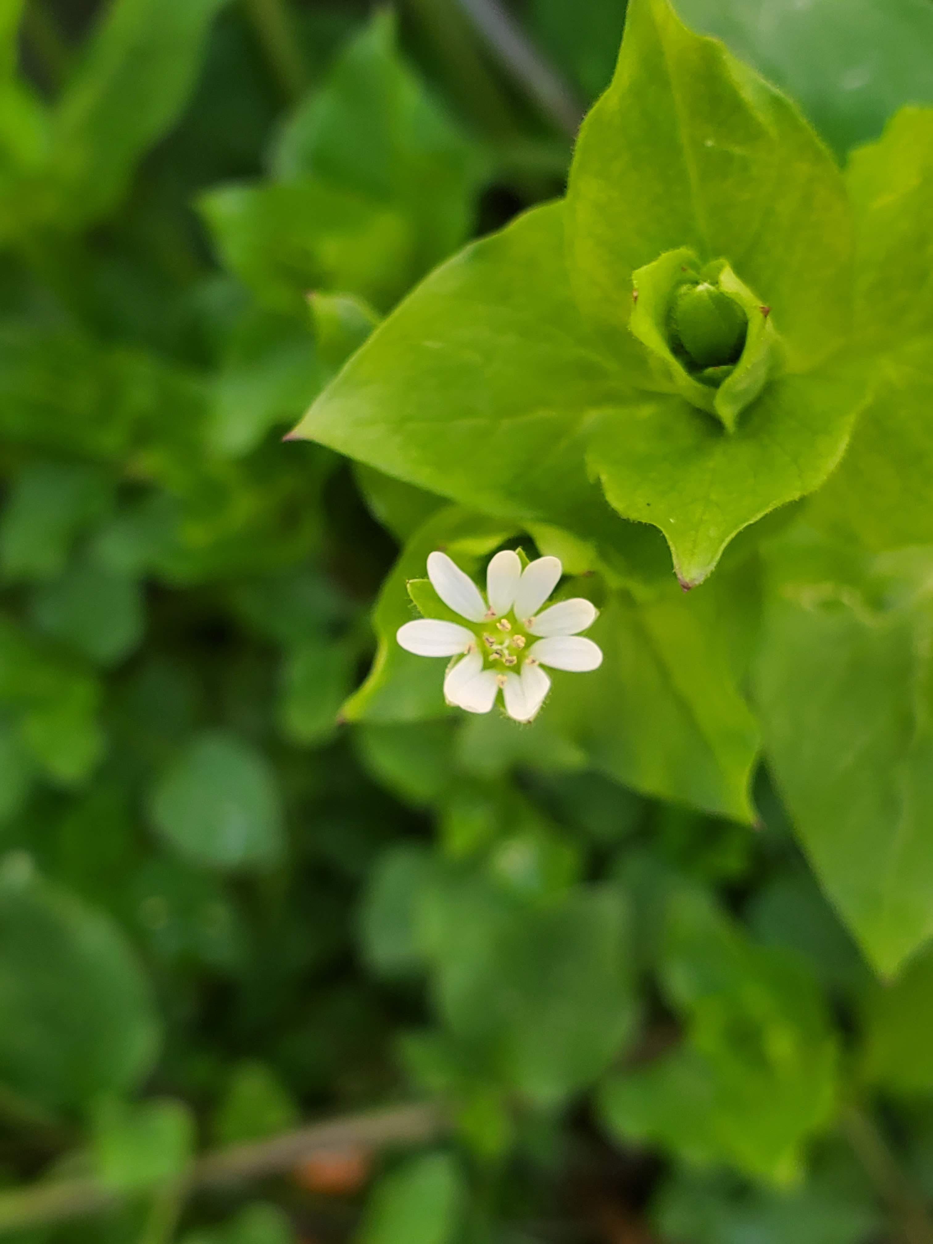 Stelaria puberia – Star Chickweed