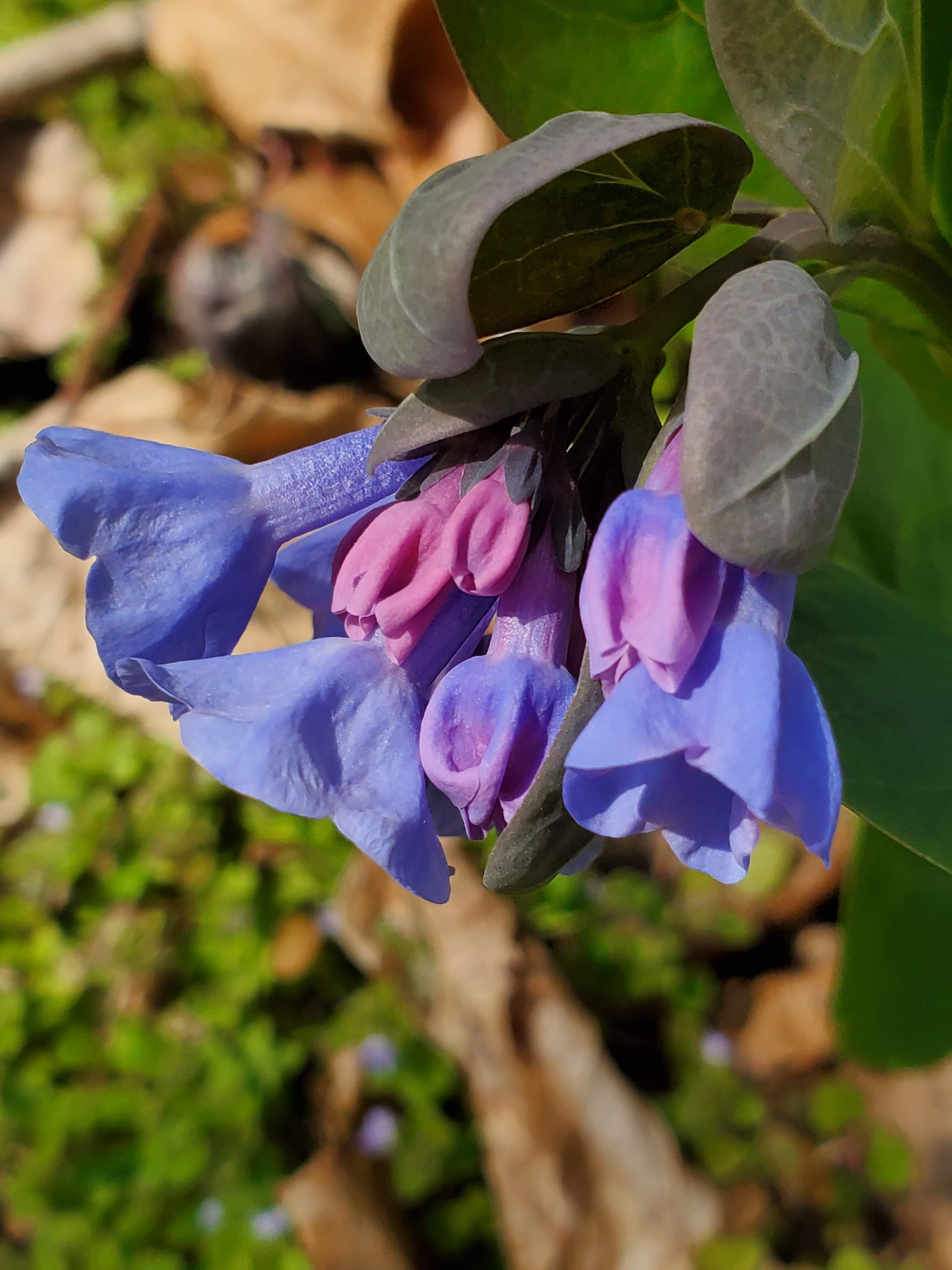 Mertensia virginica – Virginia Bluebells