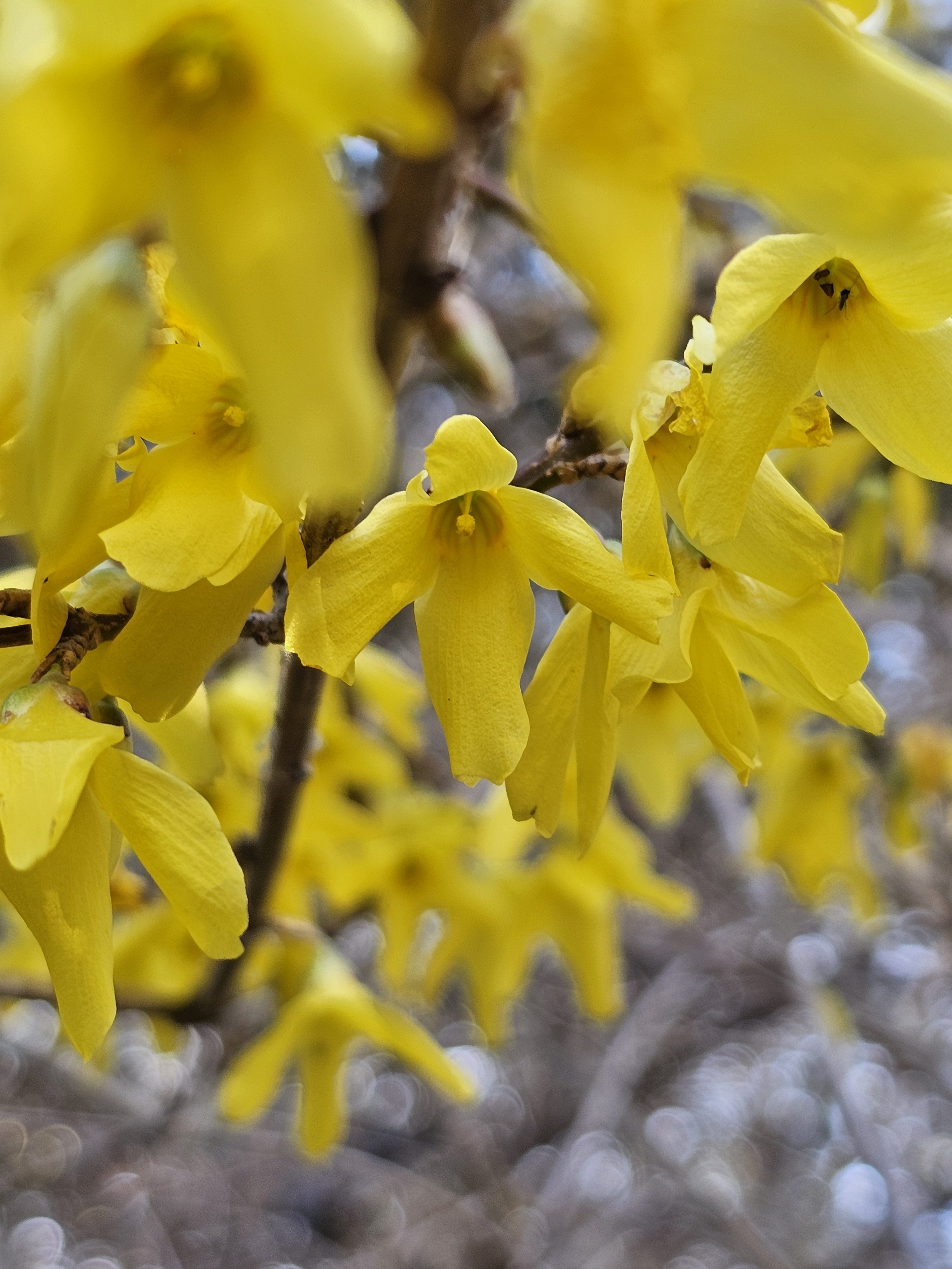Forsythia spp. – Forsythia