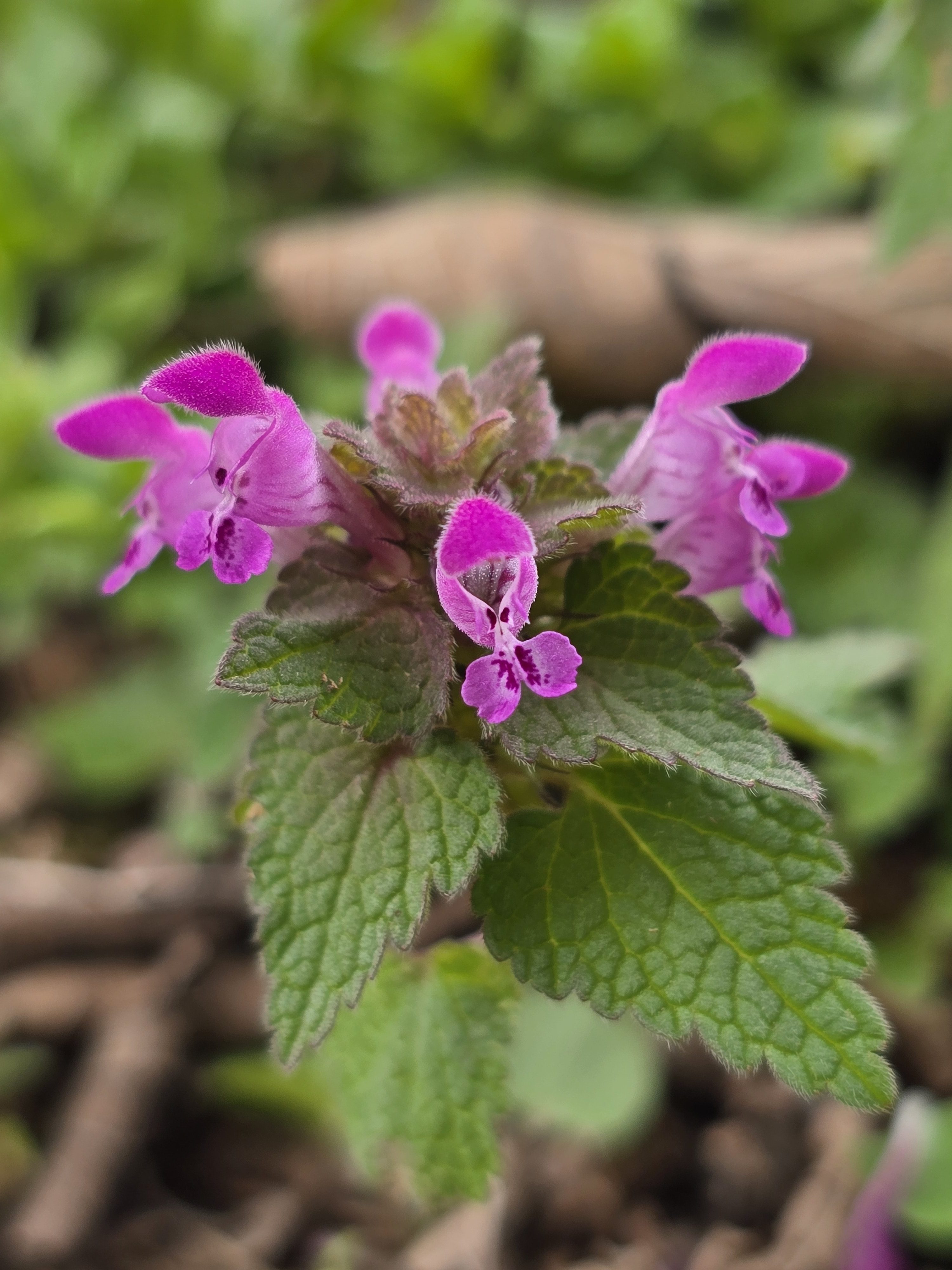 Lamium purpureum – Purple Deadnettle