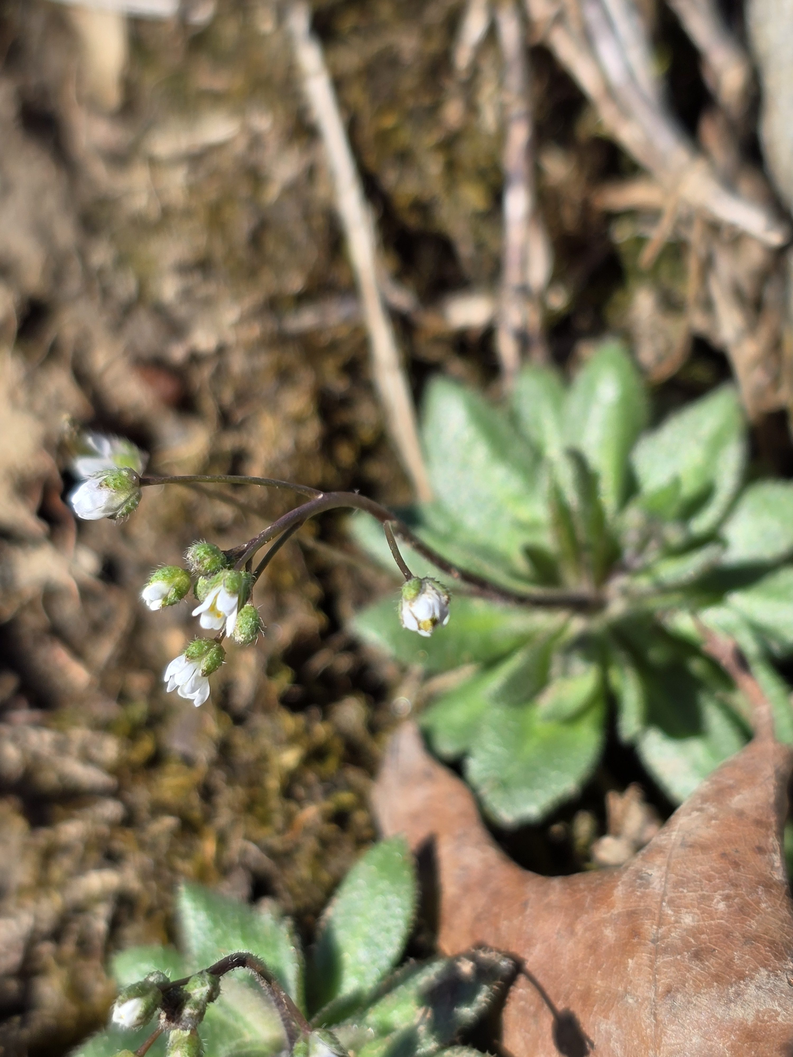 Draba verna – Common Whitlowgrass