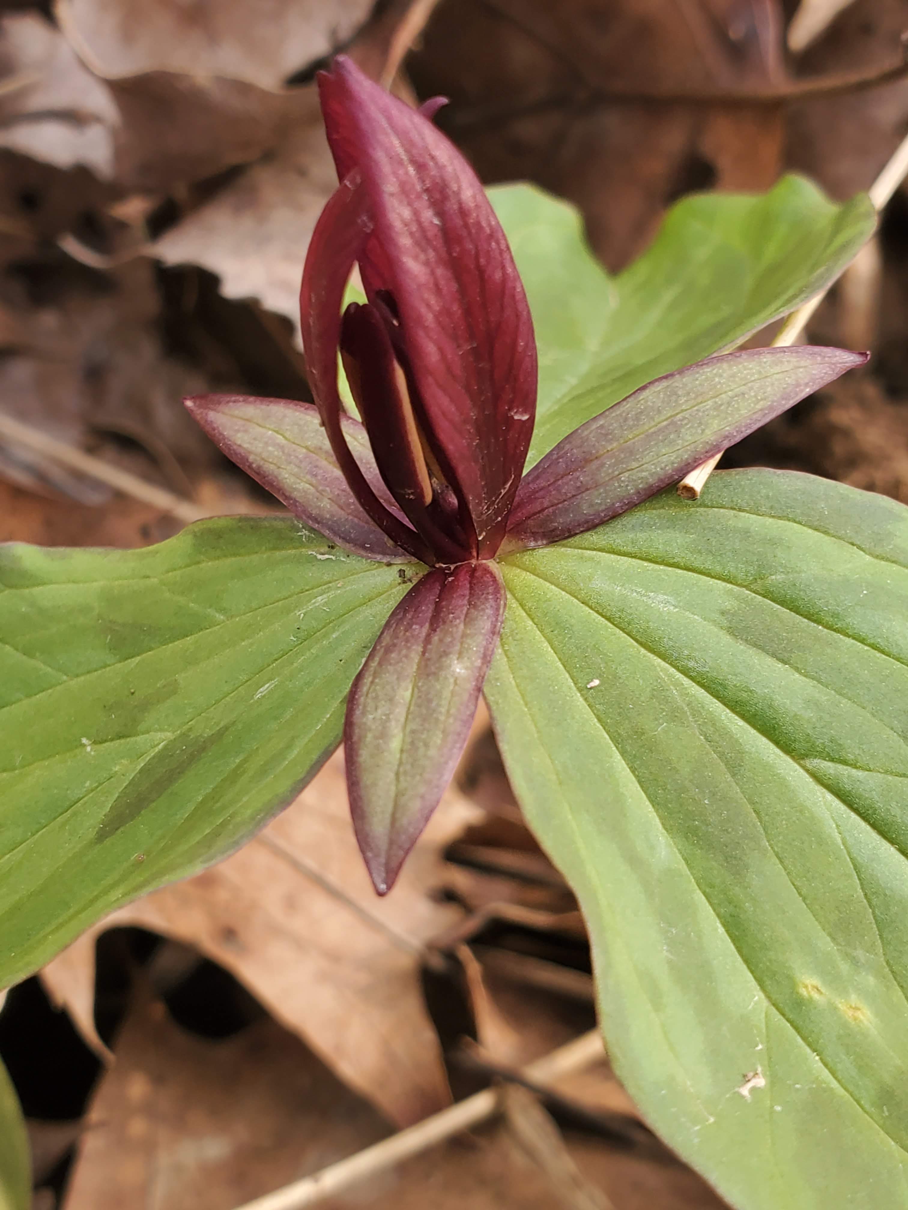 Trillium sessile – Toadshade Trillium