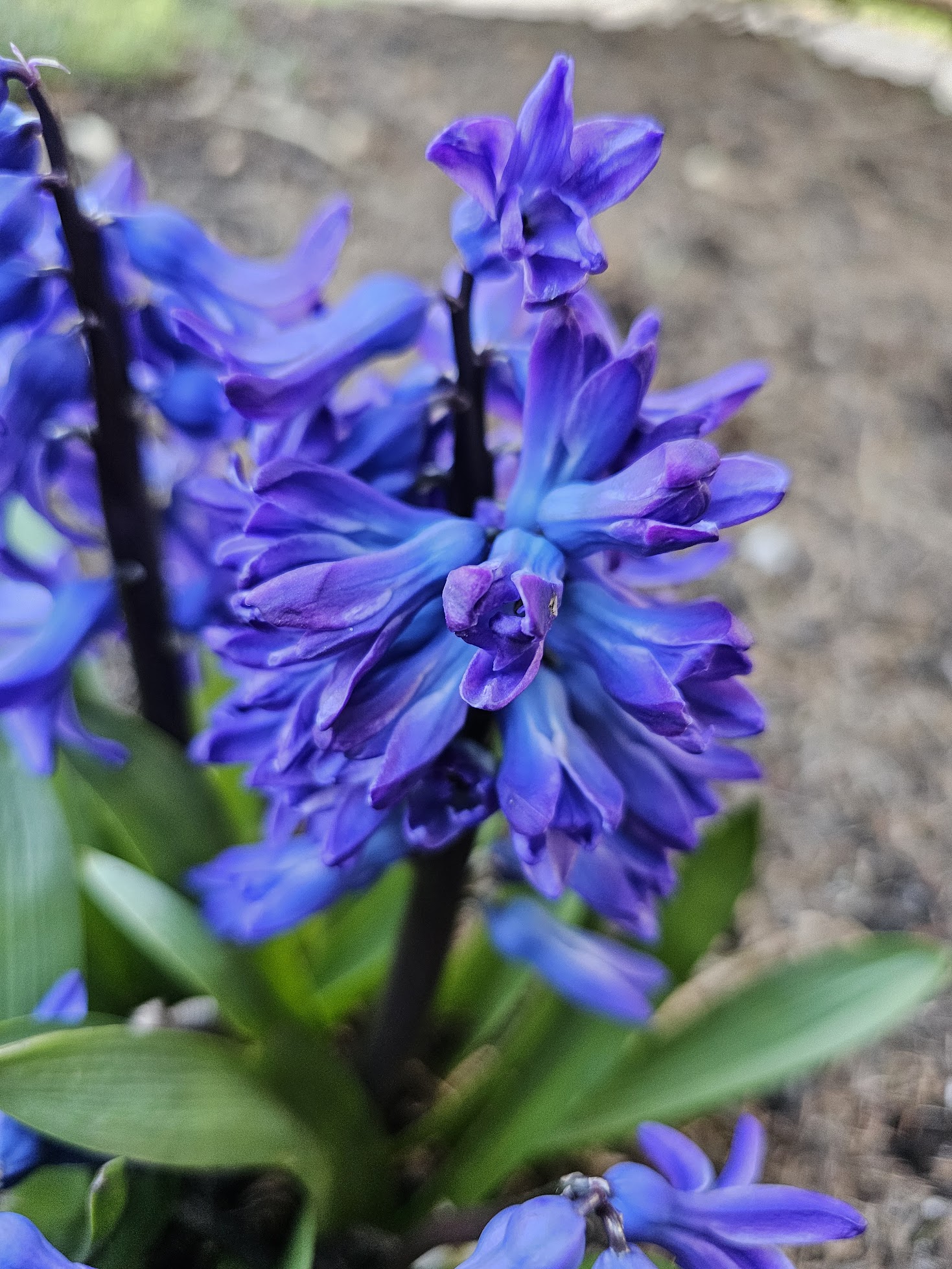 Hyacinthus orientalis – Hyacinth